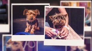 'Paws for a Cause: Pet Fashion Show and Adoption Event'