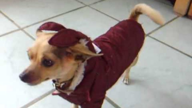 'Small Dog Clothing Chihuahua Clothes Bunny Coat'