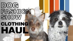 'Dog try on Clothing Haul turns Fashion Show'