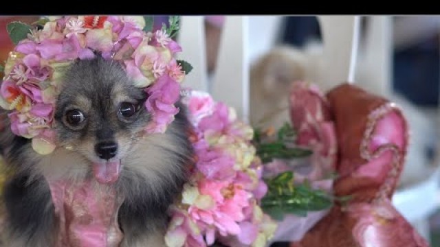 'Dog Fashion Show 2020 - PetLovers Episode 01'