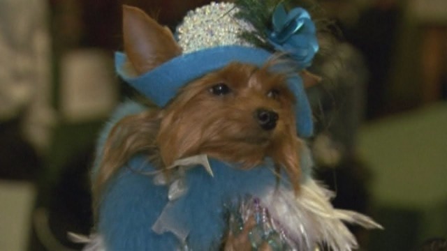 'Dog Fashion Show: Pampered pets star in New York charity fundraiser'