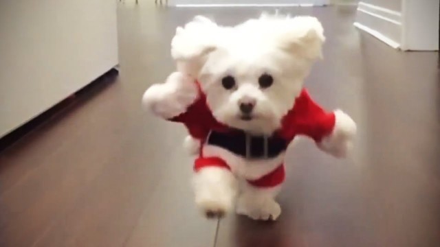 'Funniest DOGS IN COSTUMES 2017 [Funny Pets]'