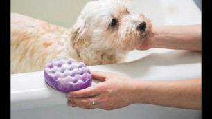 'Dog Fashion Spa - Soap-Infused Spounges'