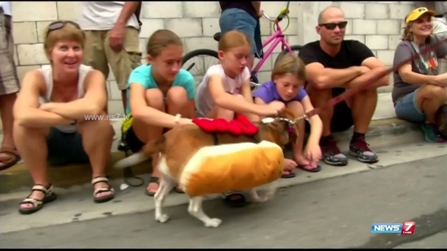 'Largest Dog Fashion Show held in Florida'