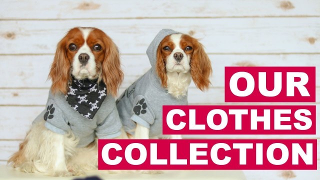 'OUR CLOTHES COLLECTION | Dog Clothing Accessories Bandanas | Herky The Cavalier'