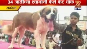 'Zee24Taas: dog fashion show, akola'