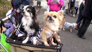 'Cute Dogs Wearing Cute Clothes in Tokyo'