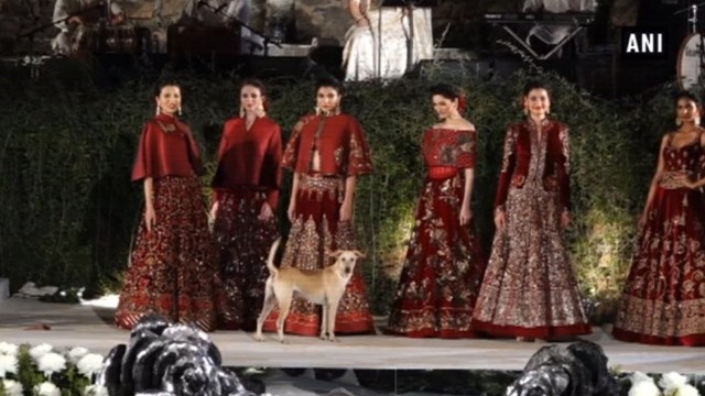 'Street dog walks at Rohit Bal\'s fashion show in Mumbai'