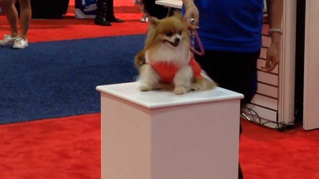 'BH Pet Gear Pet Fashion Show With Dana Humphrey MC\'ing at Global Pet Expo'