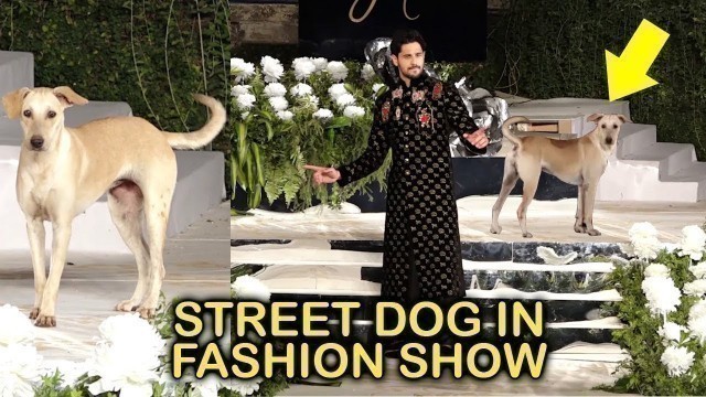 'FUNNY Moments! A Street Dog Enters in Sidharth Malhotra\'s Fashion Show'