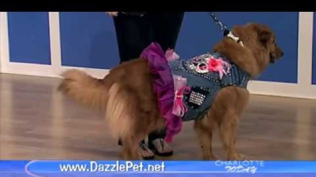 'Charlotte Today Pet Fashion Show - WCNC in Charlotte, NC'