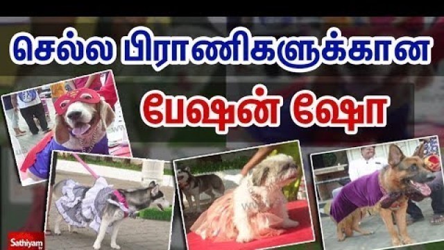 'செல்ல பிராணிகளுக்கான “பேஷன் ஷோ” பார்வையாளர்களை வெகுவாக கவர்ந்தது| \"Pet Dogs\" Fashion Show In Chennai'