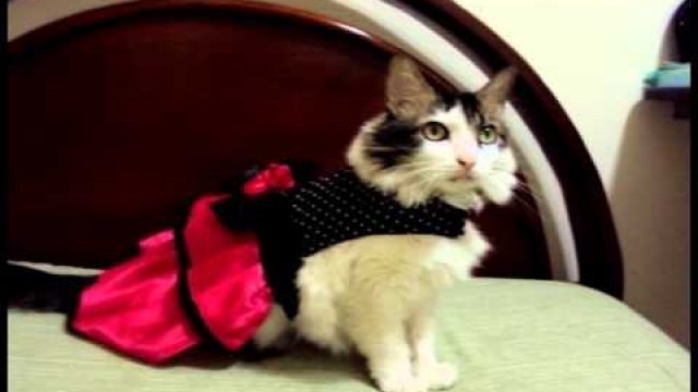 'Ropa para mascotas 2012 / Pet\'s Fashion Show 2012'