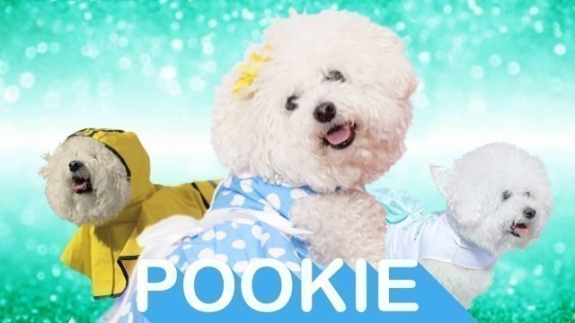 'Chewy Pet Fashion Week Profile: Pookie | Chewy'