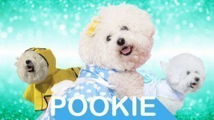 'Chewy Pet Fashion Week Profile: Pookie | Chewy'