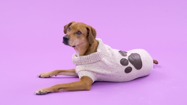 'How to Measure Your Dog For Apparel | Chewy'