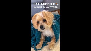 'Cool Dog Trick: Burrito Blankie Rollup | Rambo the Puppy'