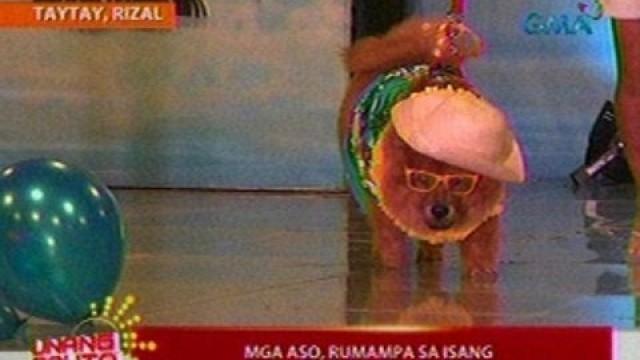 'UB: Mga aso, rumampa sa isang dog fashion show Taytay, Rizal (050712)'