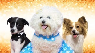 'It\'s Pet Fashion Week at Chewy! | Chewy'