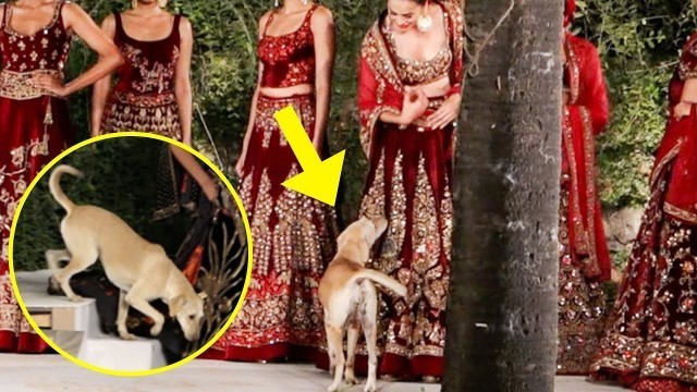 'Street Dog WALKS The RAMP At Sidharth Malhotra Diana Penty Fashion Show 2019'