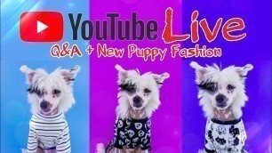 'YouTube LIVE with Toya, Bella & Bowie!! Q&A PLUS New Puppy Fashion'